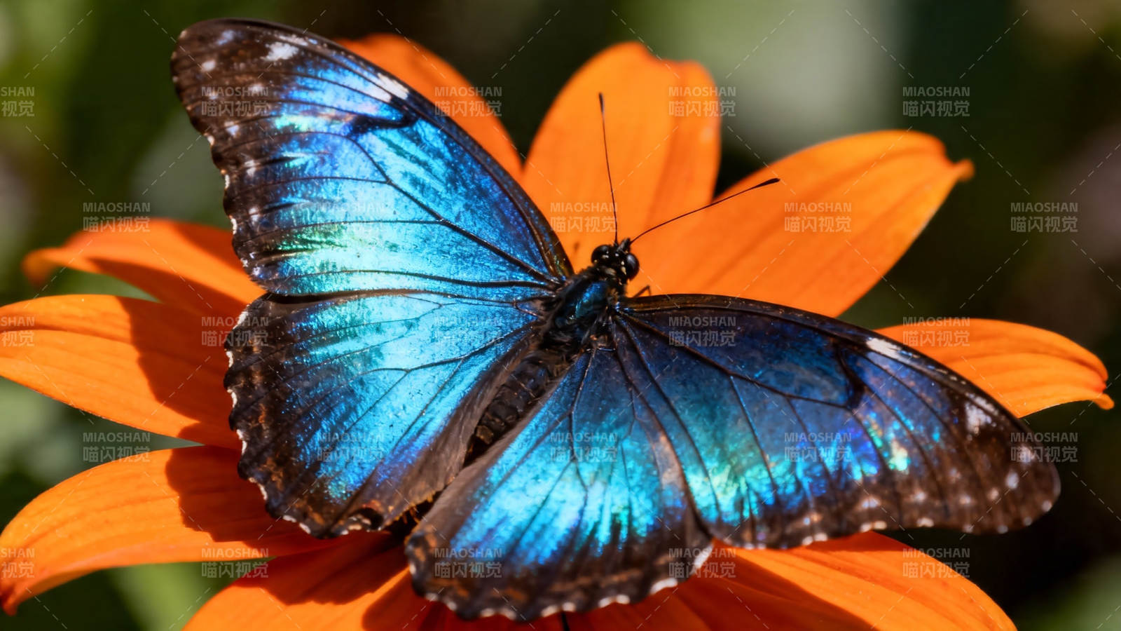蓝蝶栖橙花 绚烂如梦幻图片