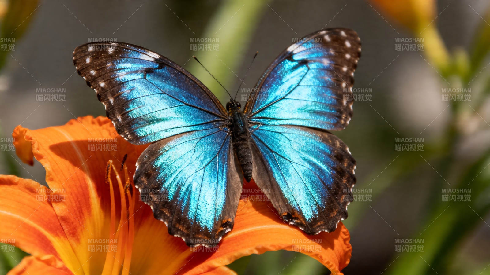 蓝蝶栖橙花 绚烂夺目图片