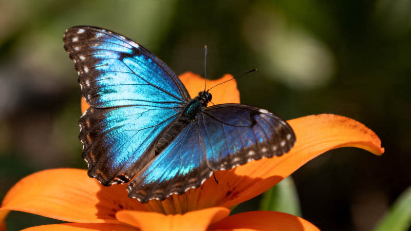 蓝蝶栖橙花 绚烂自然美图片