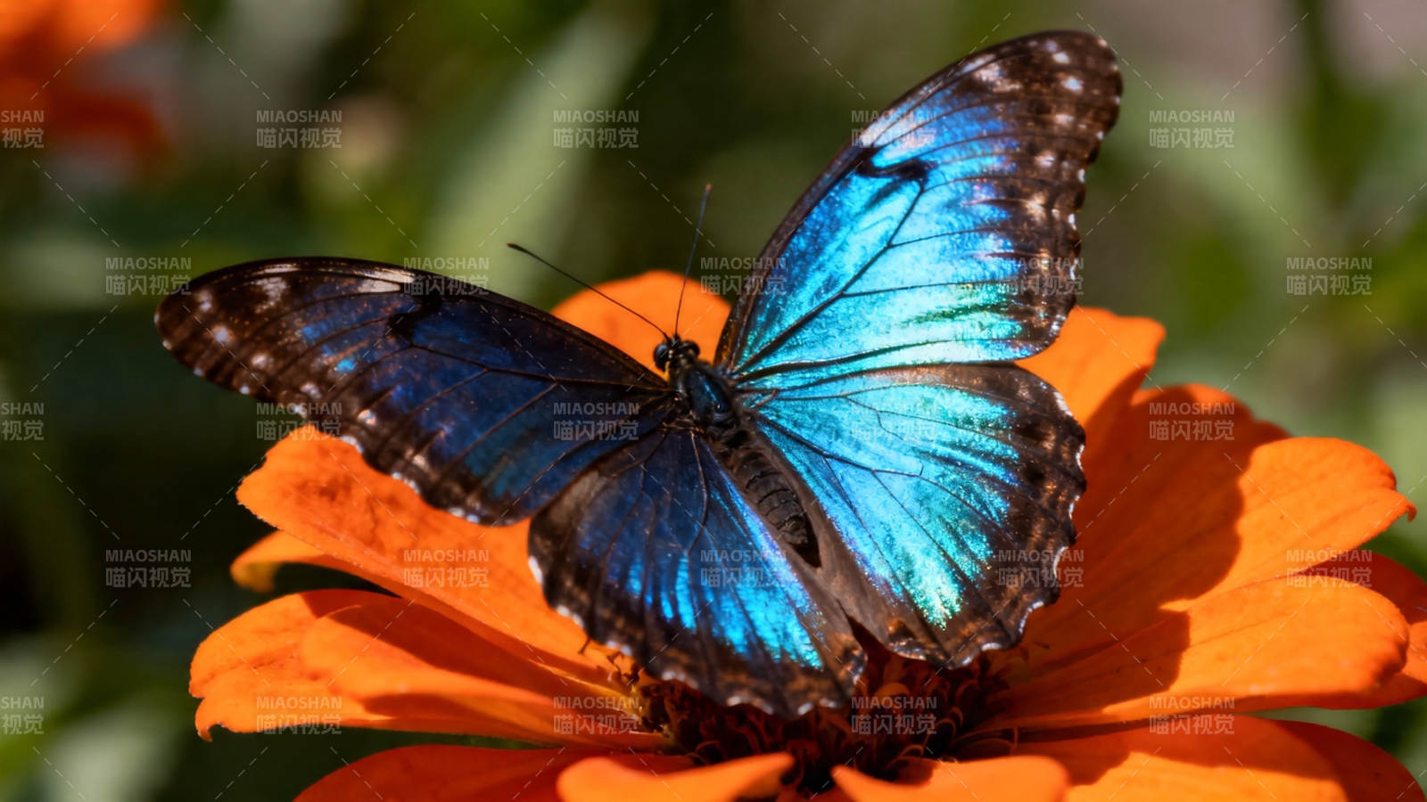 蓝蝶栖橙花 绚烂如梦幻图片