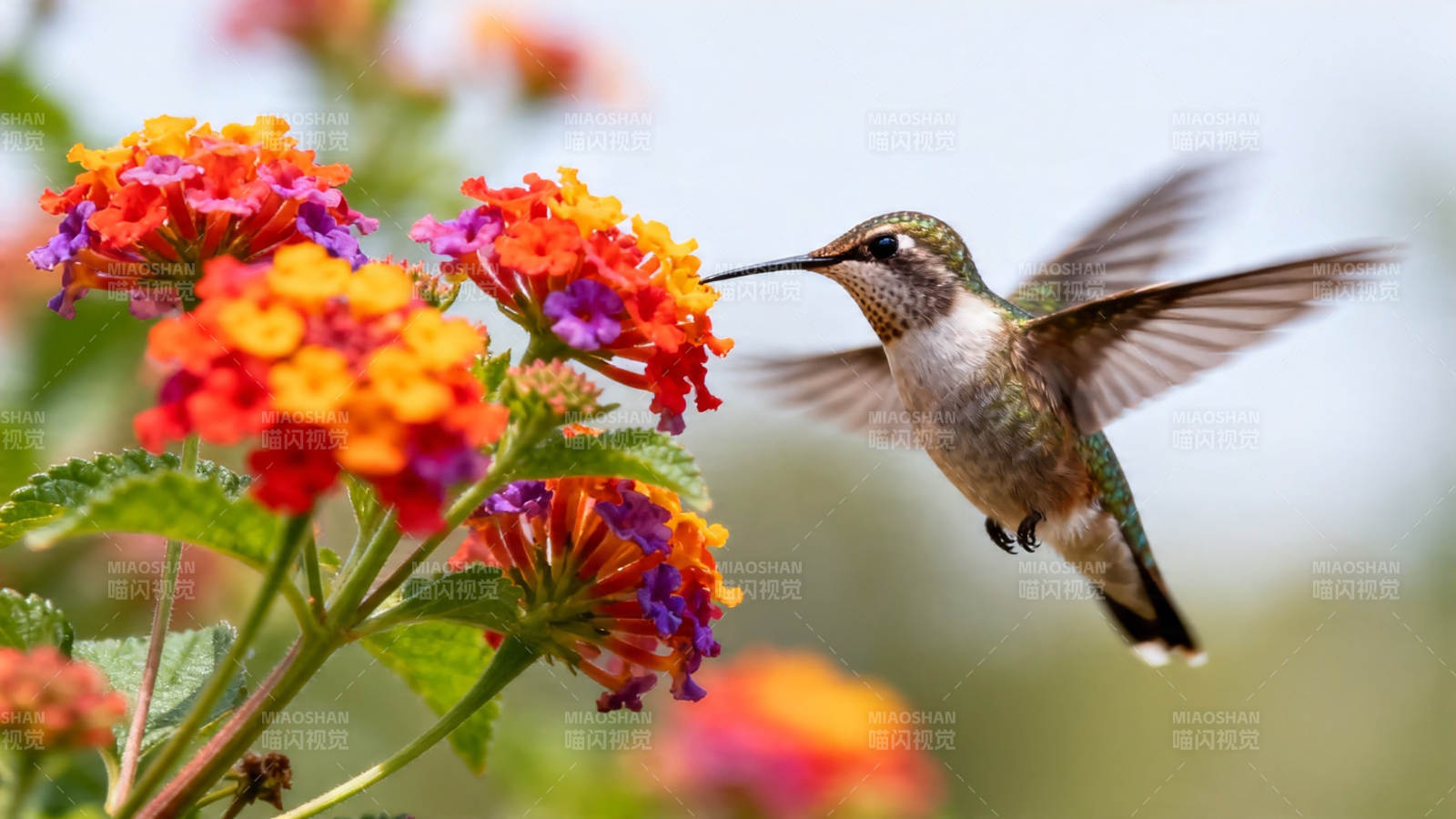 蜂鸟采花蜜 羽翼轻舞间图片