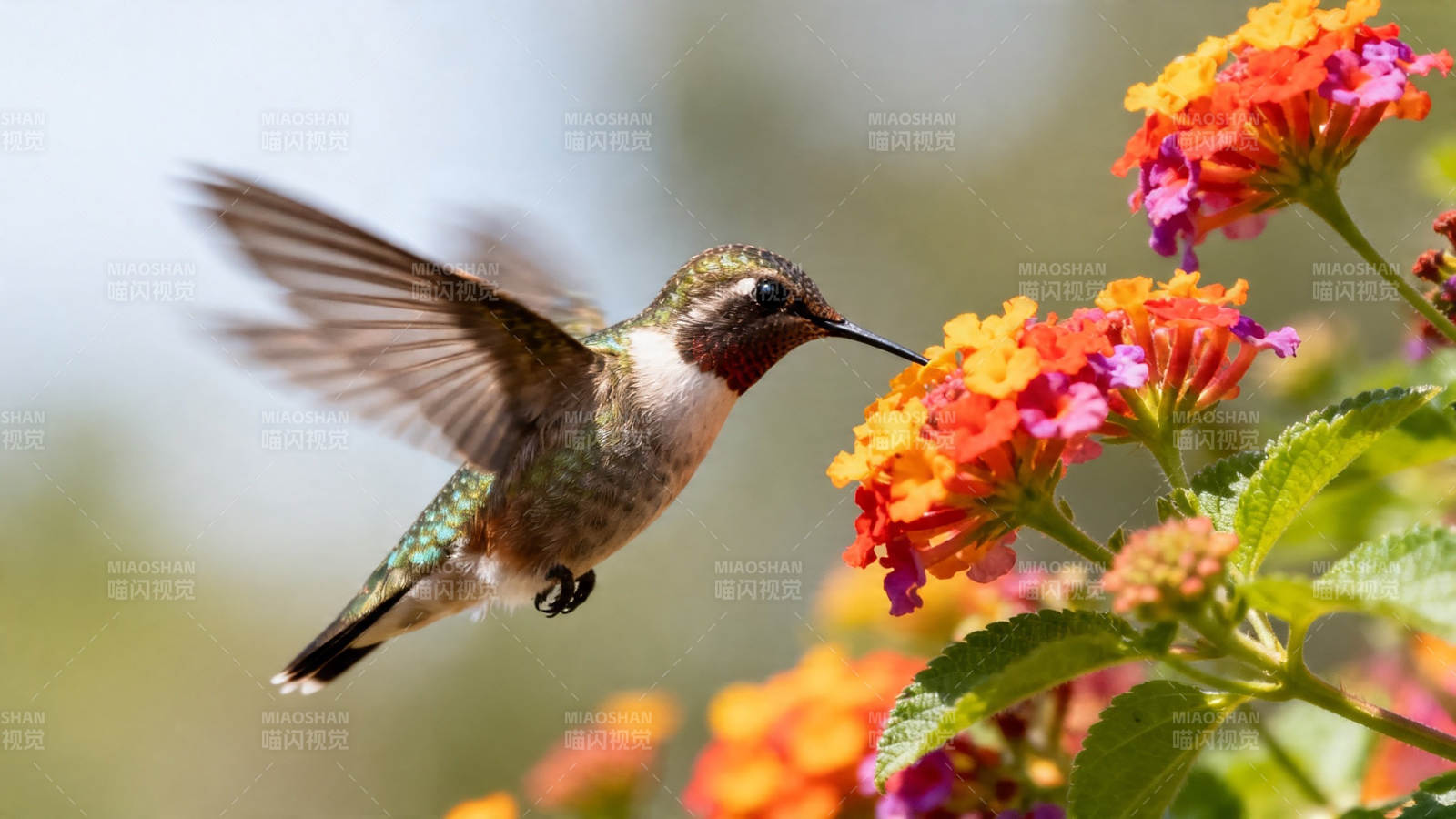 蜂鸟采花 羽翼生风图片