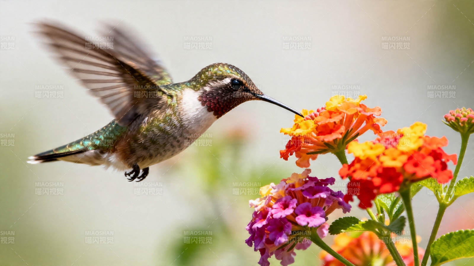 蜂鸟采花 羽翼翩跹图片