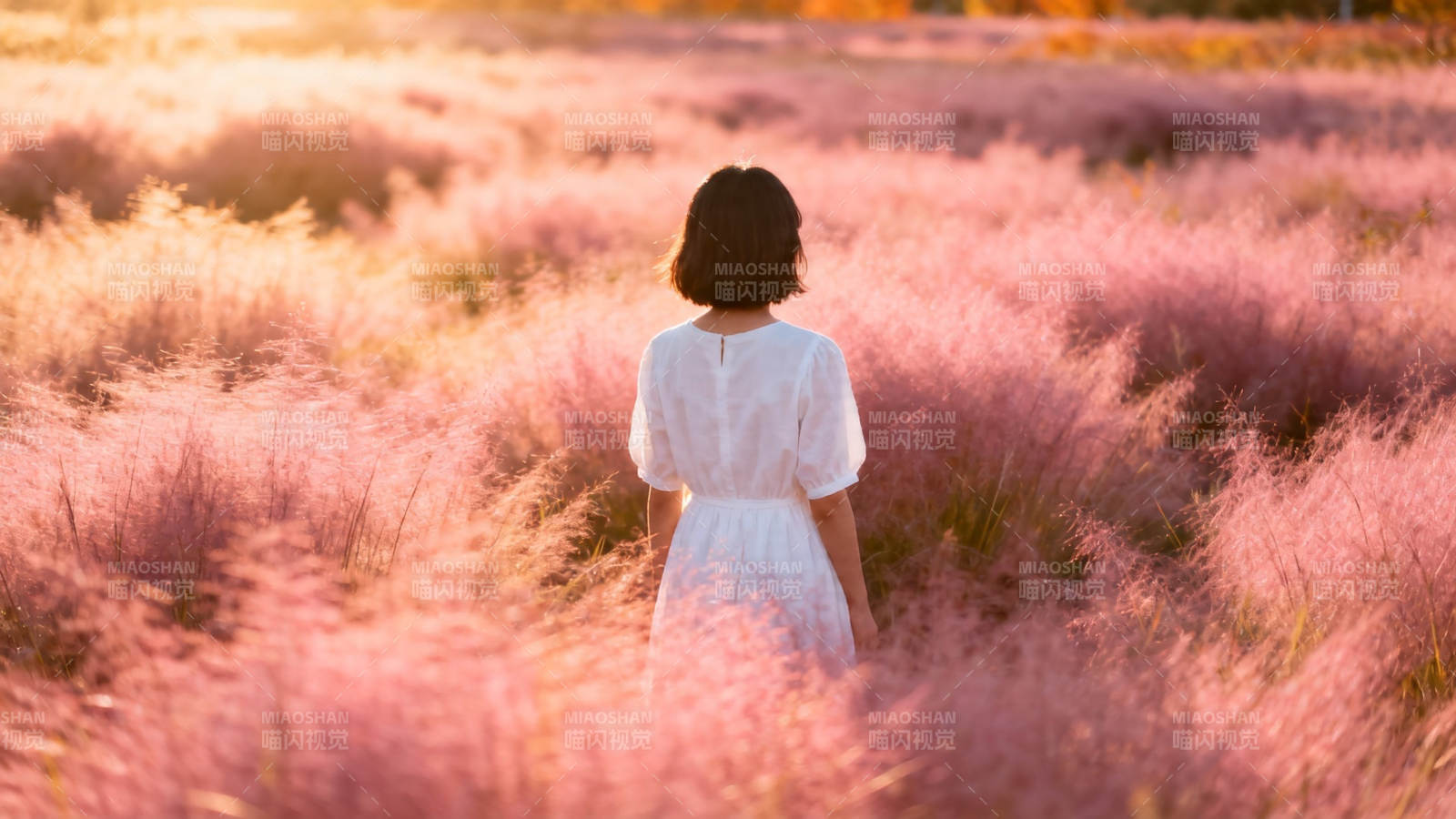 粉黛草海中的白衣少女图片