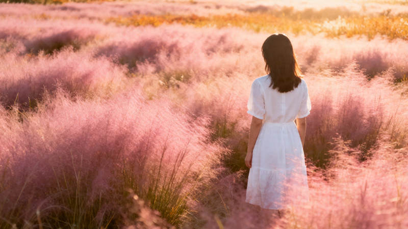 粉黛花海中白衣少女背影图片