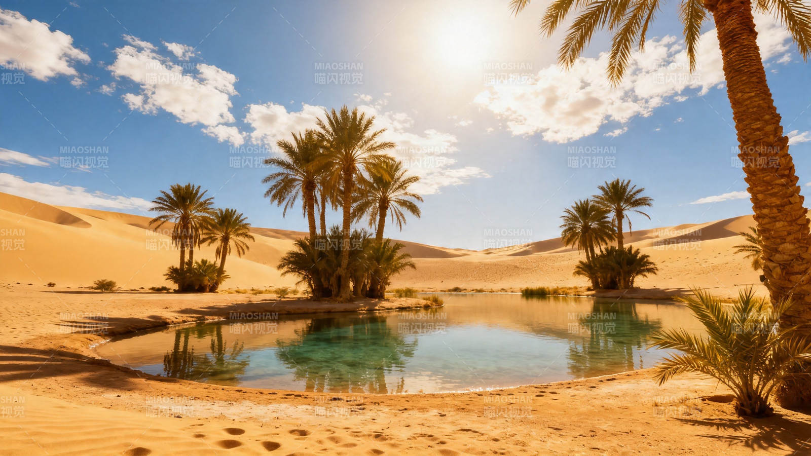 沙漠绿洲 棕榈映清泉图片
