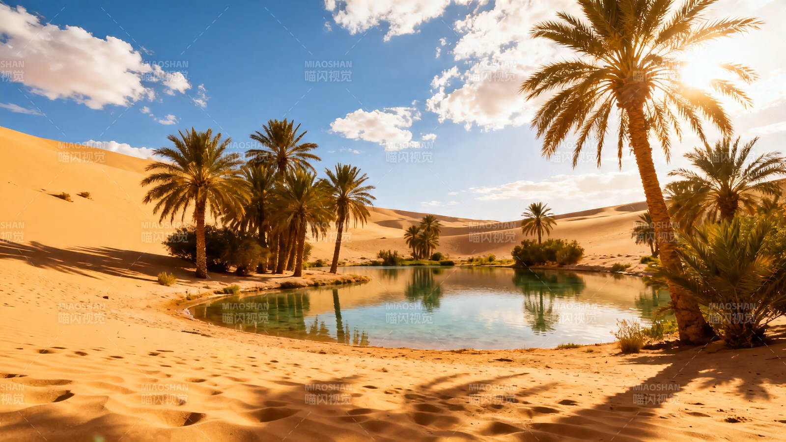沙漠绿洲 棕榈映水图片