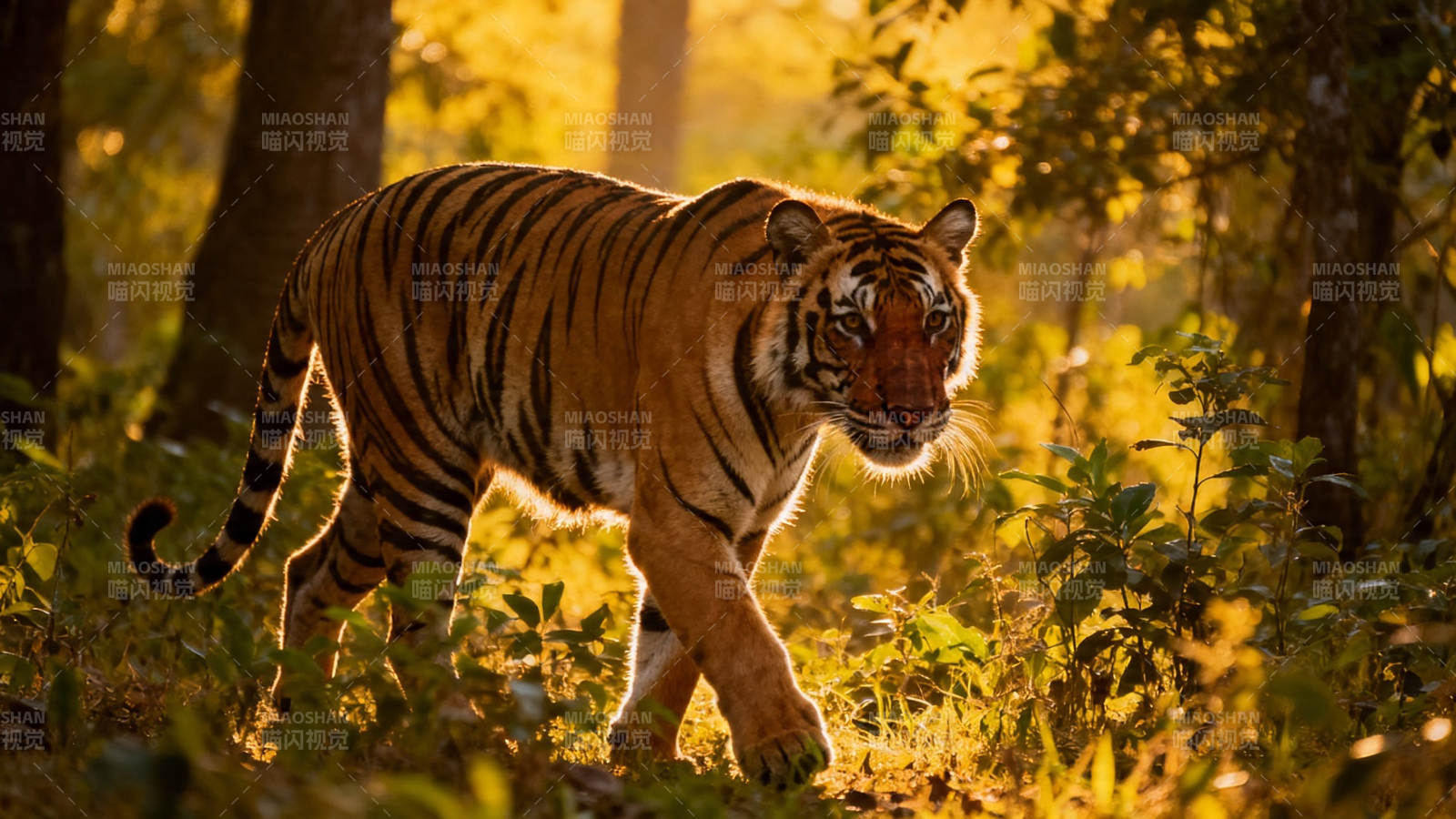 金辉林间 猛虎缓行图片