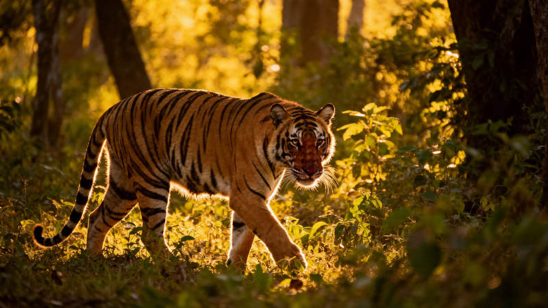 林中猛虎 金晖映威姿图片