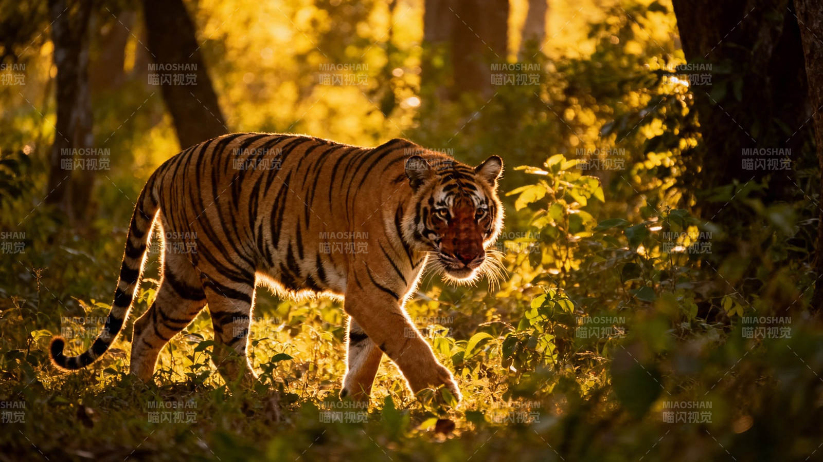 林中猛虎 金晖映威姿图片