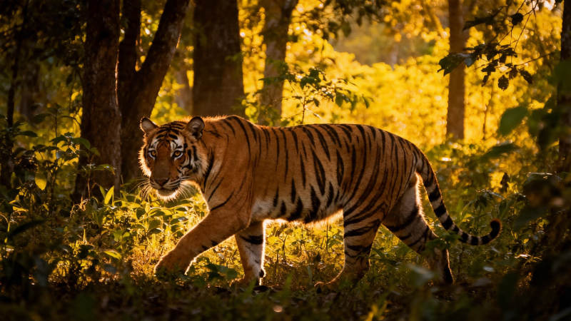 林间虎影 金光穿叶行图片