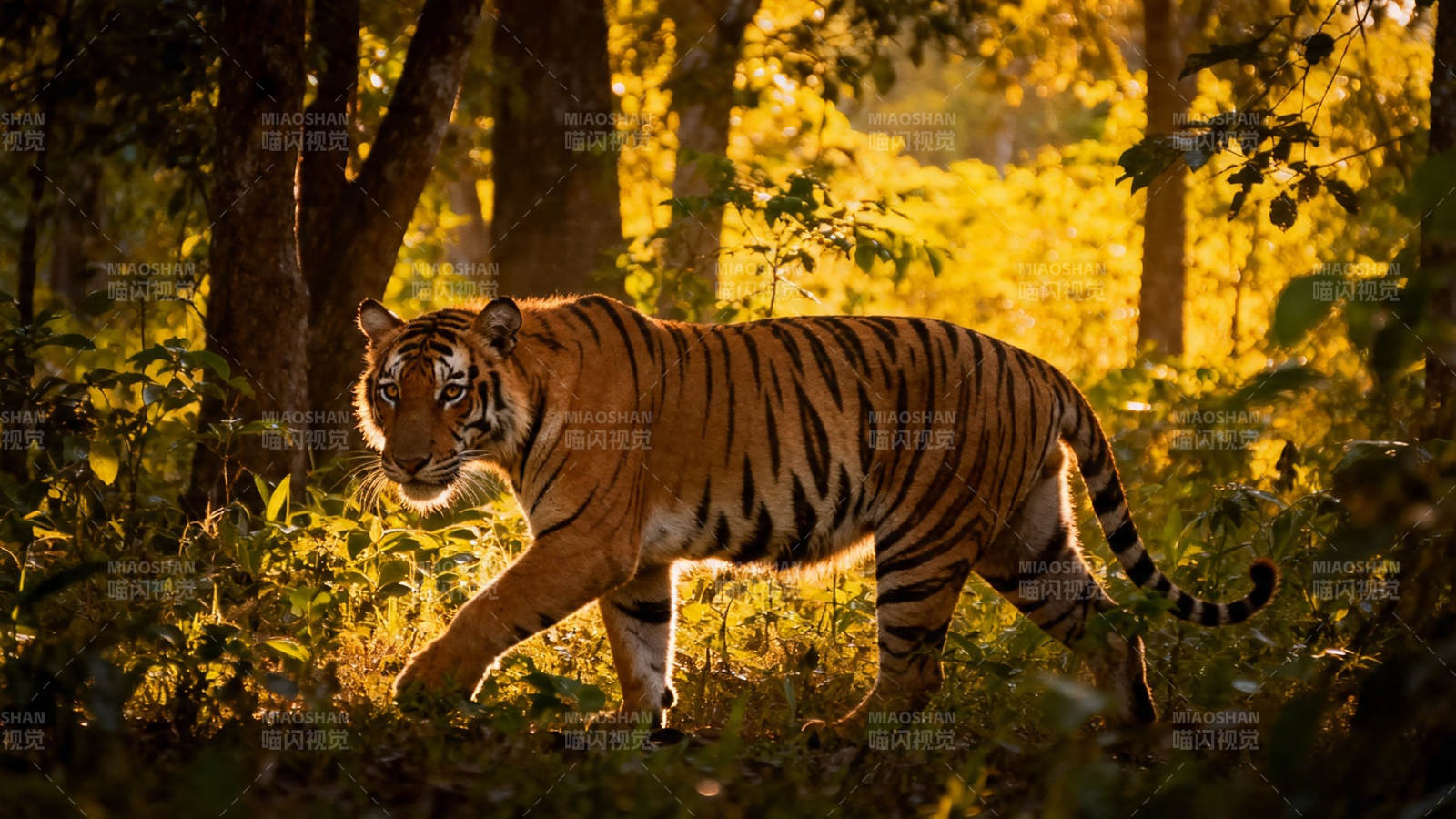 林间虎影 金光穿叶行图片