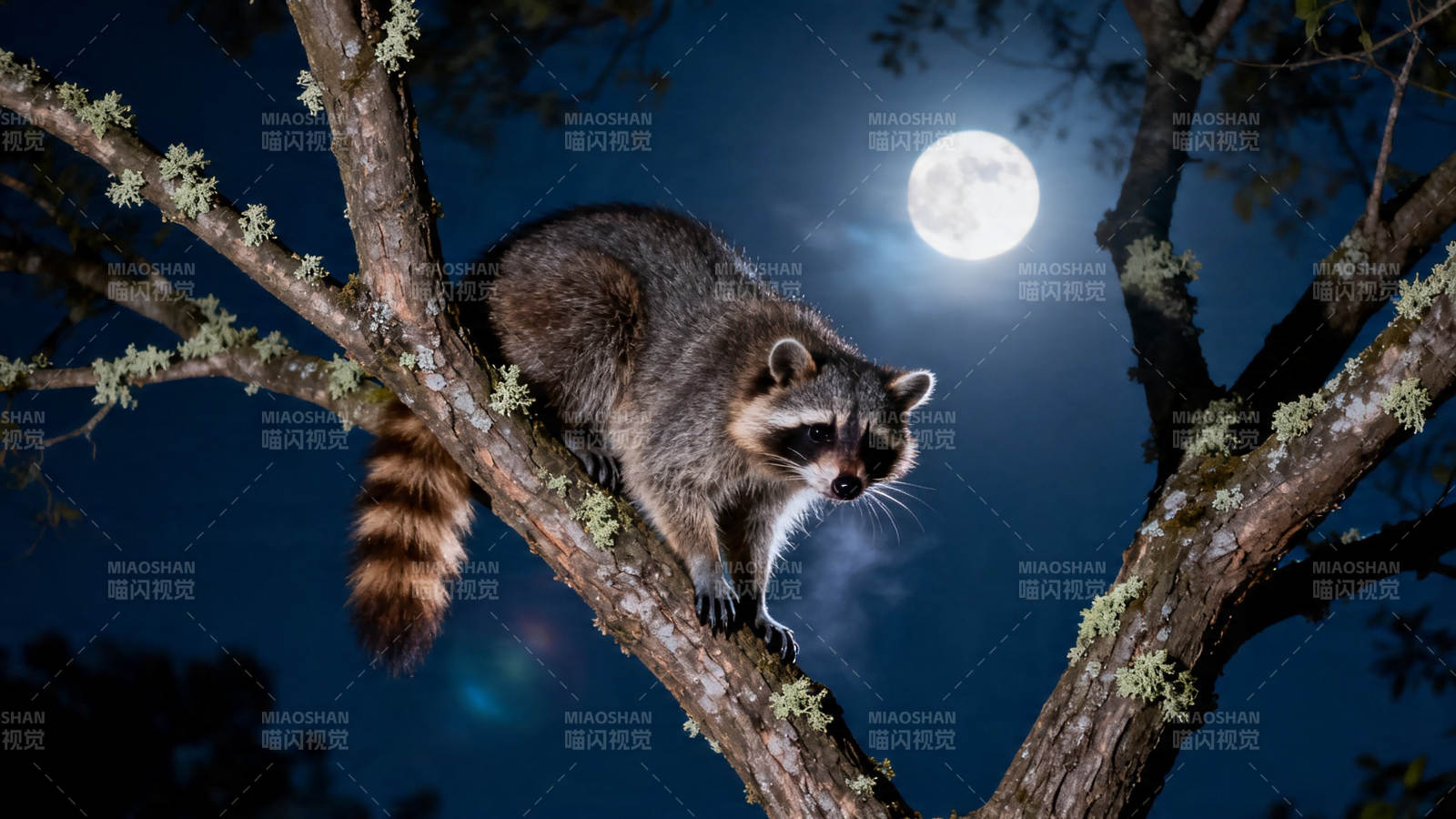 月夜树梢浣熊静望图片