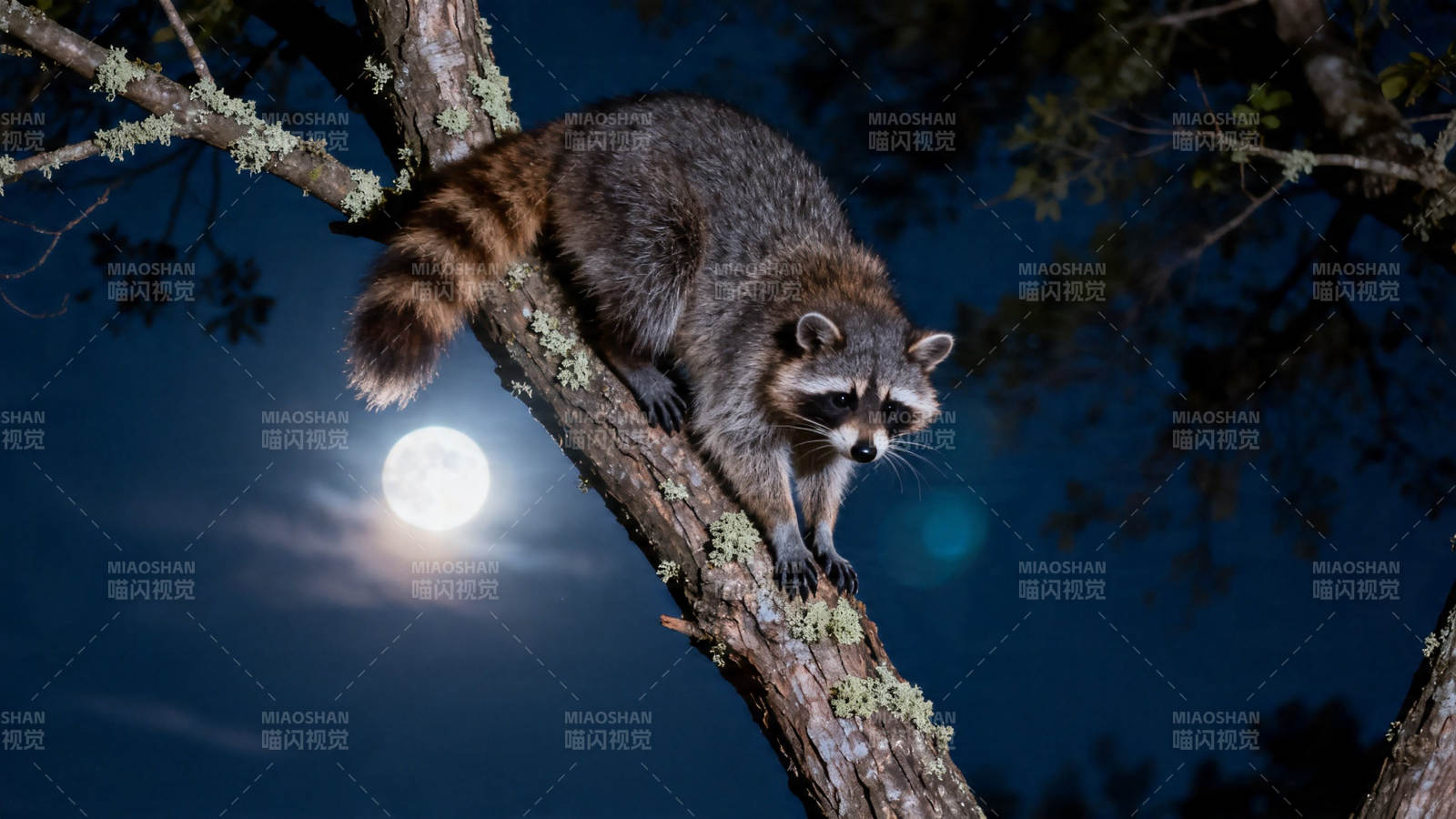 月夜浣熊栖枝上图片