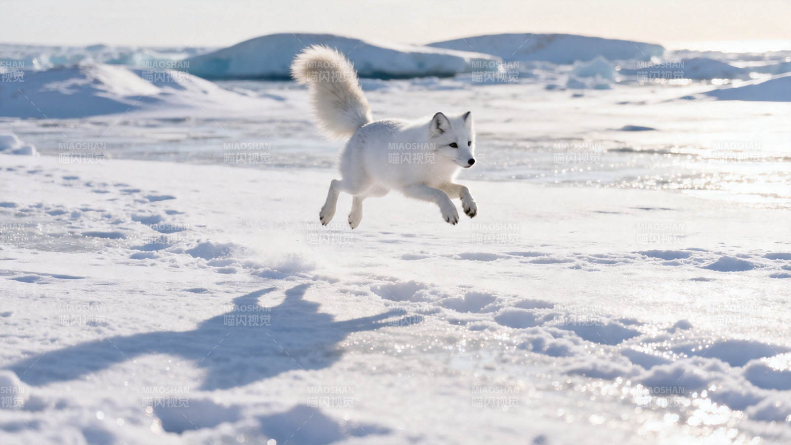 雪狐跃冰原图片