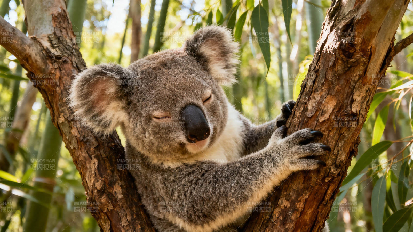 考拉树上酣睡萌态十足图片