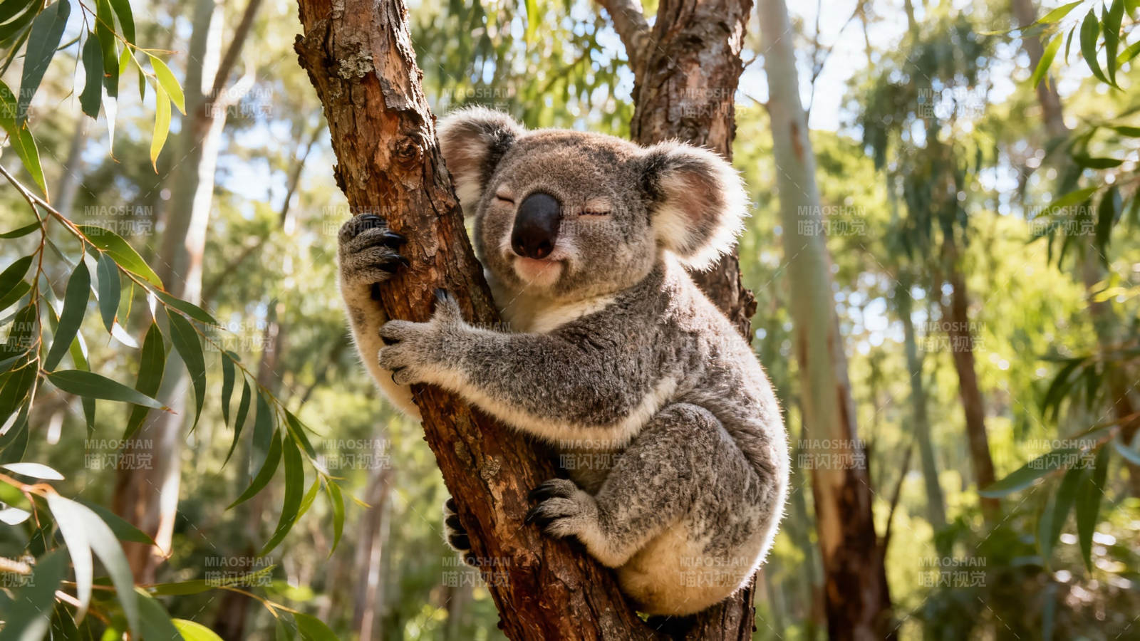 考拉抱树酣睡萌态十足图片
