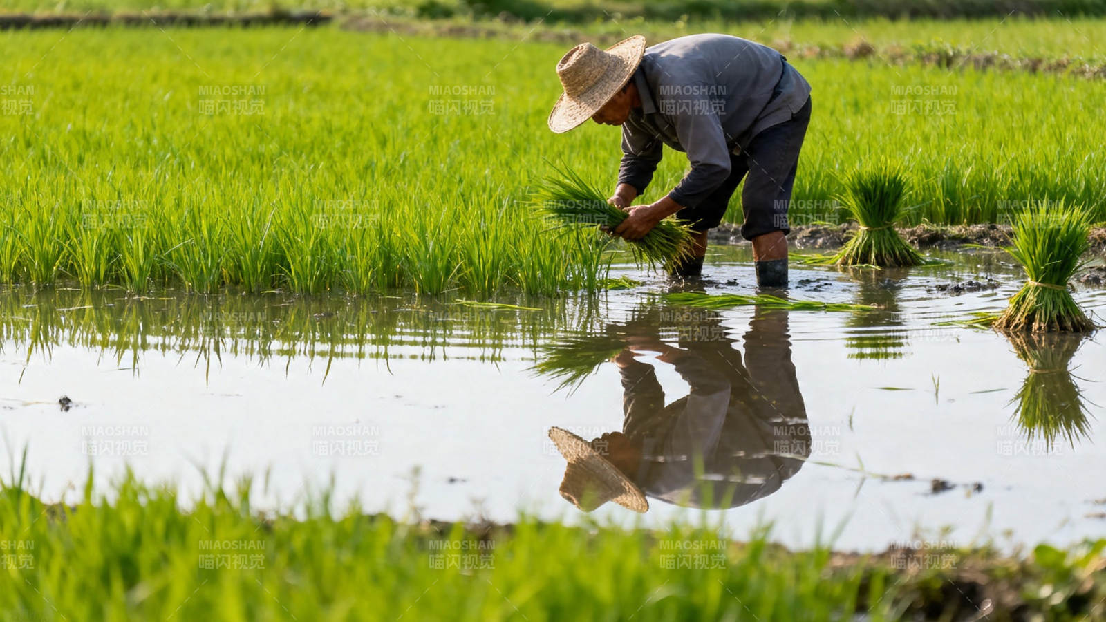 农夫插秧 水田映影图片