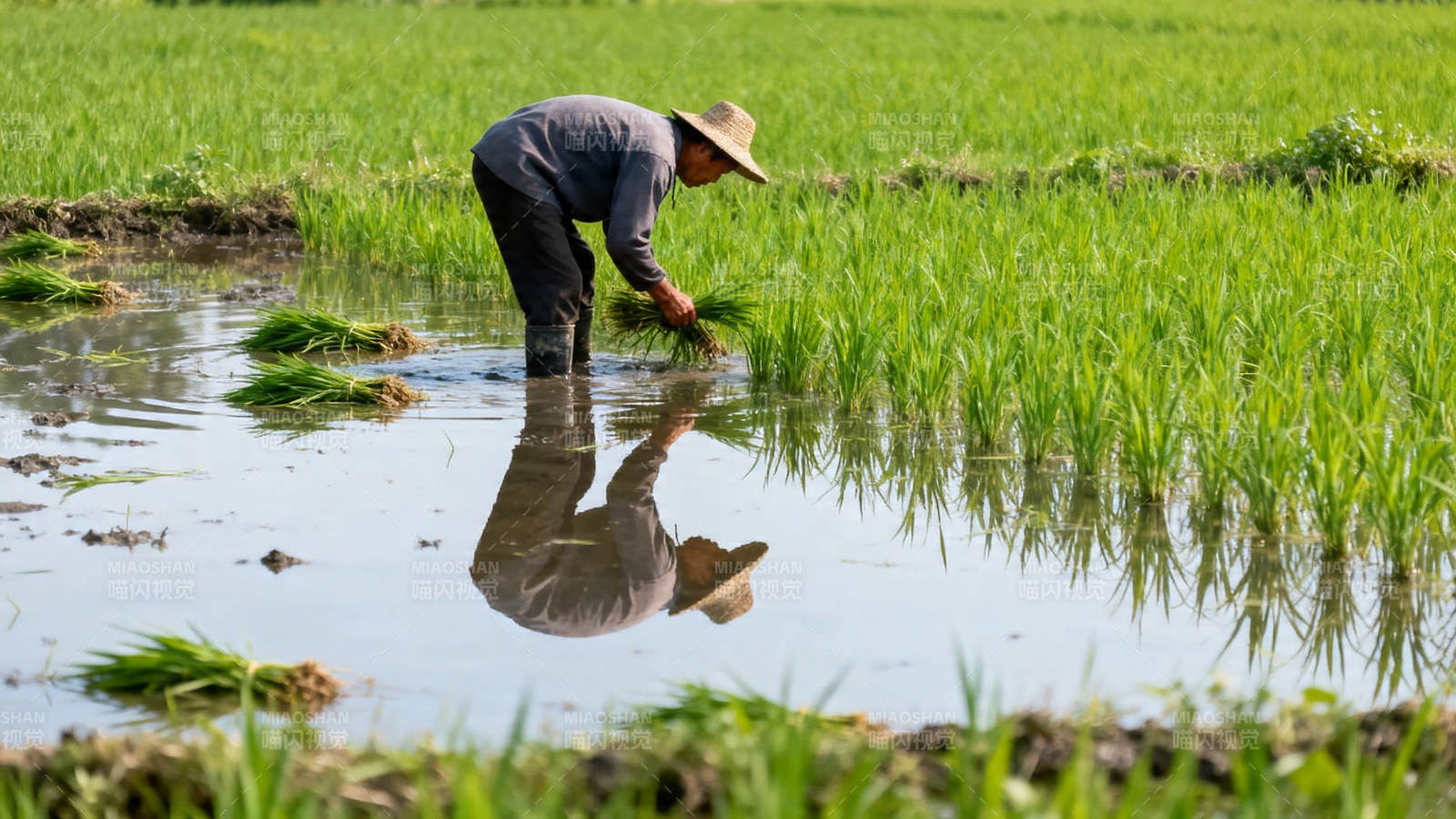 农人插秧 水田映影图片