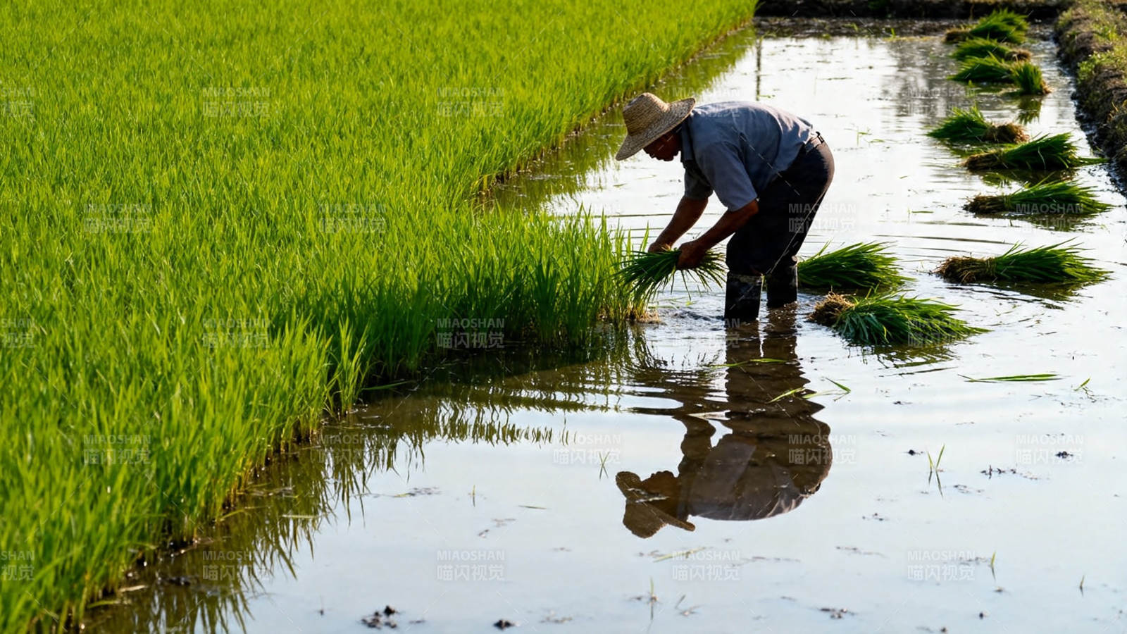 农人插秧 水田映影图片
