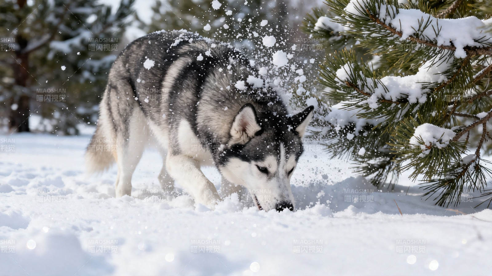 雪地里玩耍的哈士奇图片