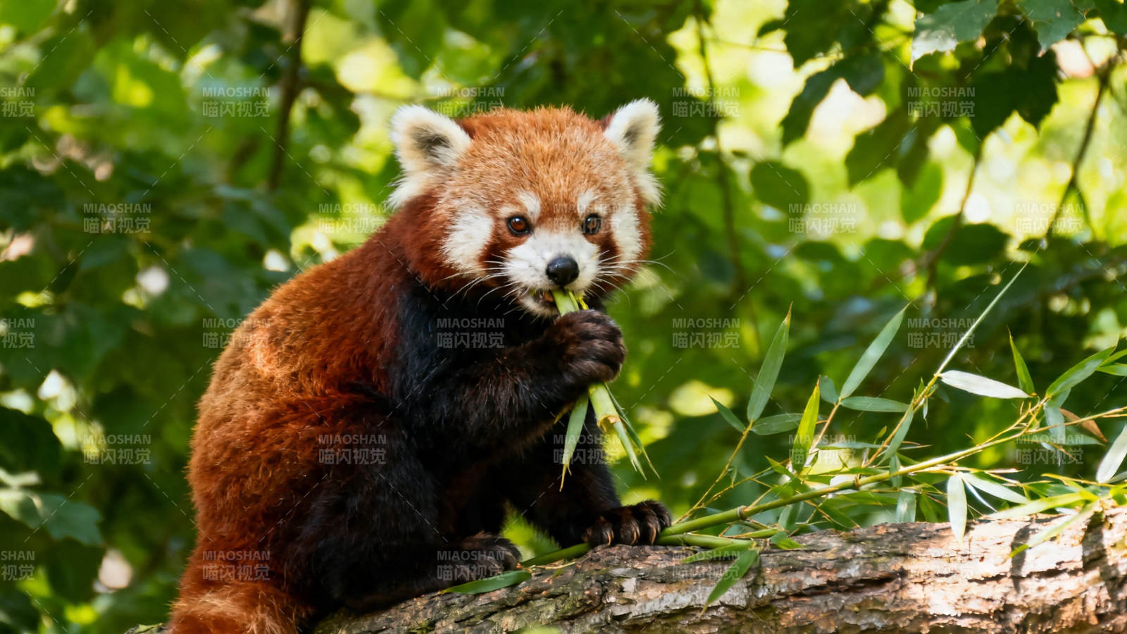 小熊猫啃竹叶 萌态十足图片