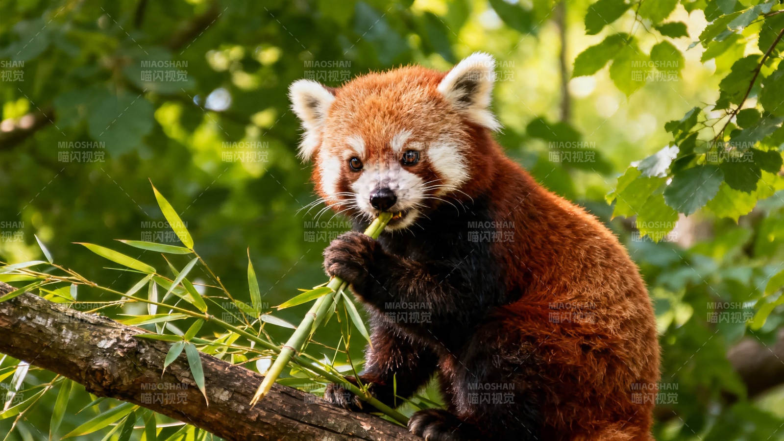 小熊猫啃竹枝 萌态十足图片