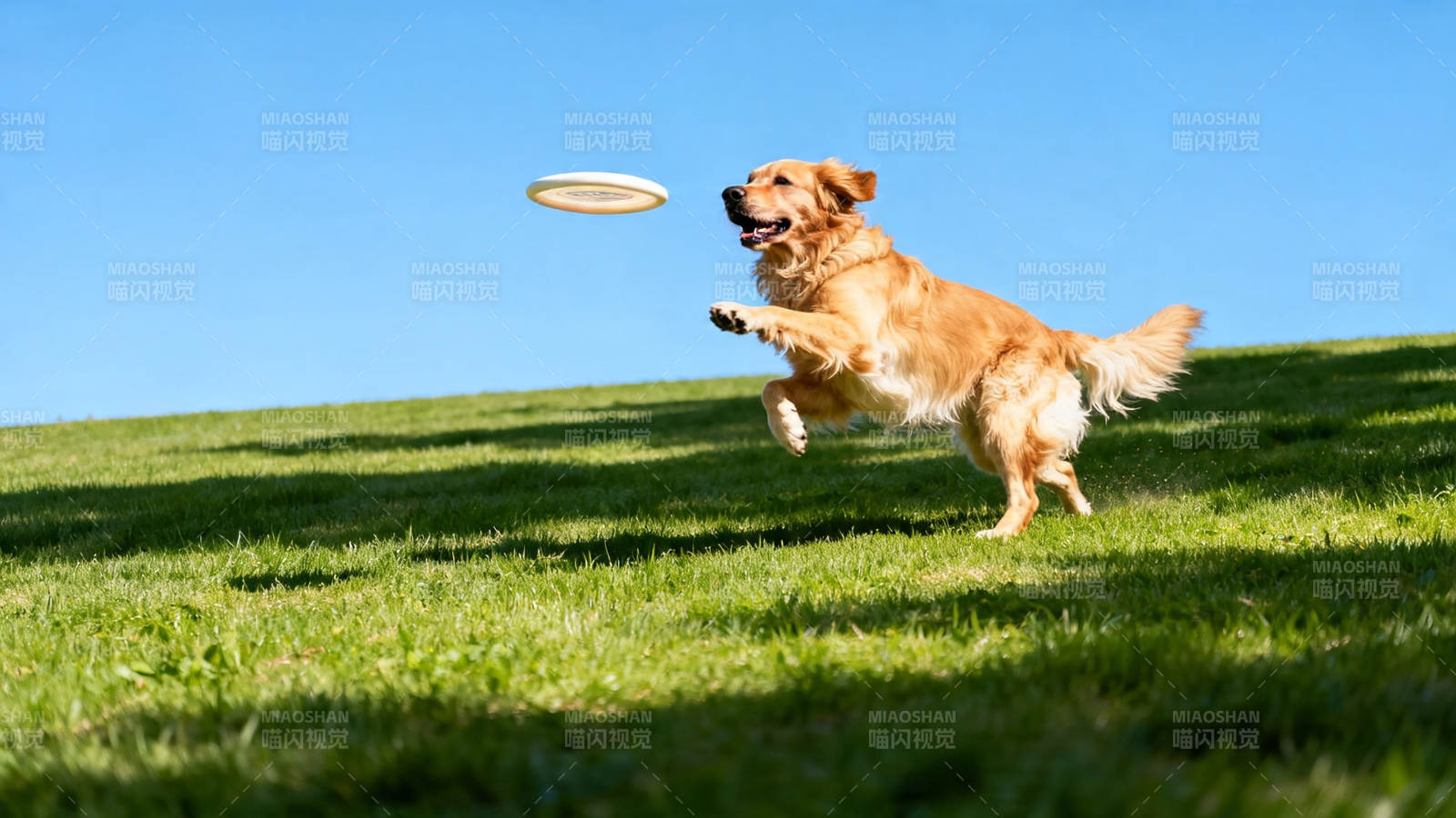 金毛跃起接飞盘图片