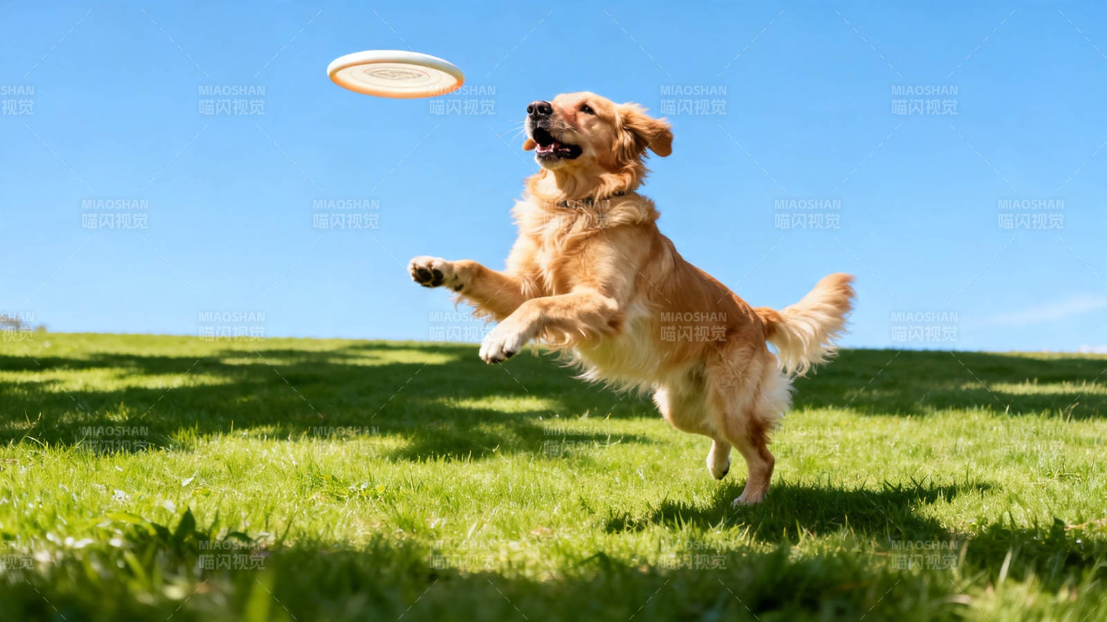 金毛跃起接飞盘图片