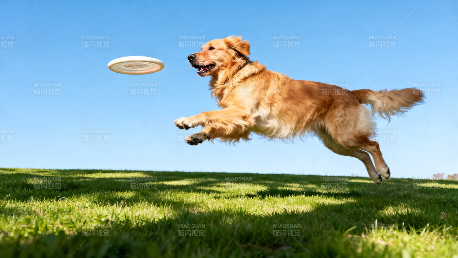 金毛跃起接飞盘图片