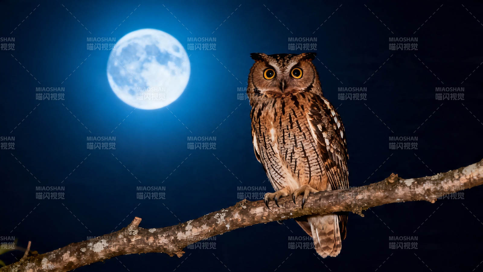 月夜猫头鹰栖枝望月图片
