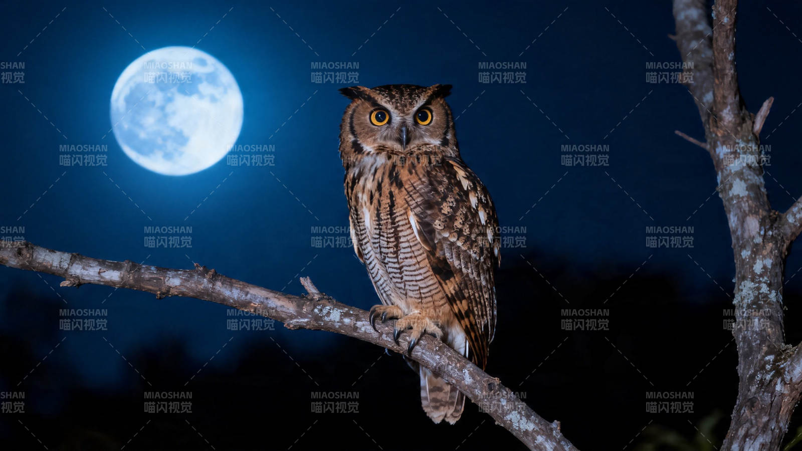 月夜猫头鹰栖枝凝望图片