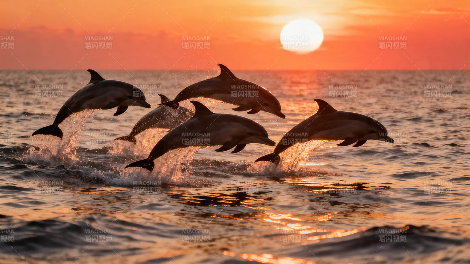 夕阳下海豚跃出海面图片