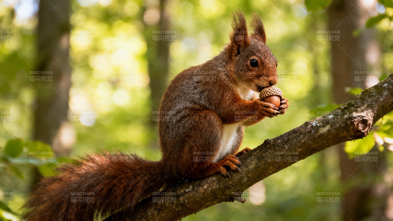 松鼠抱果坐枝头图片