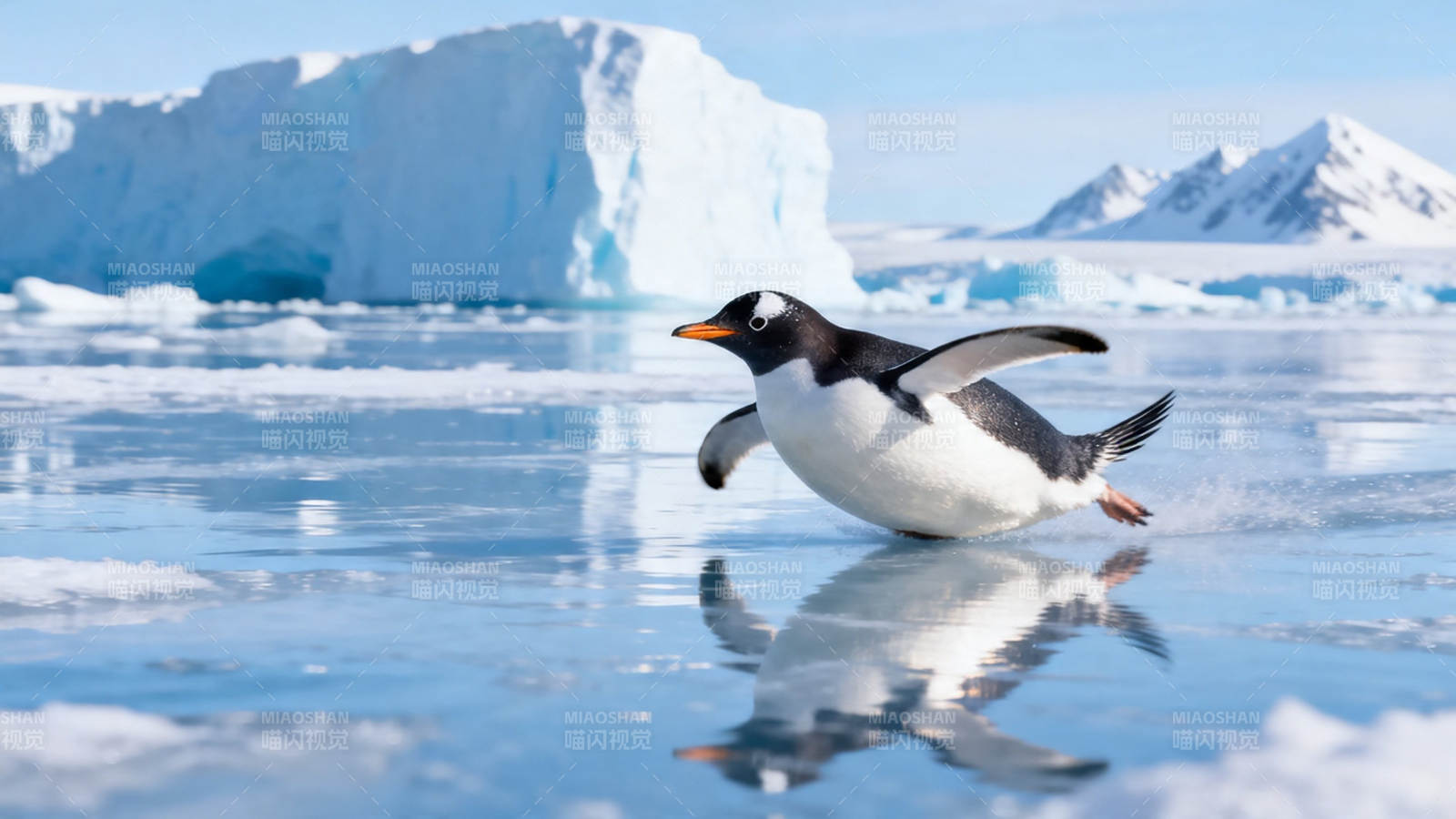 企鹅冰面滑行 倒影清晰图片