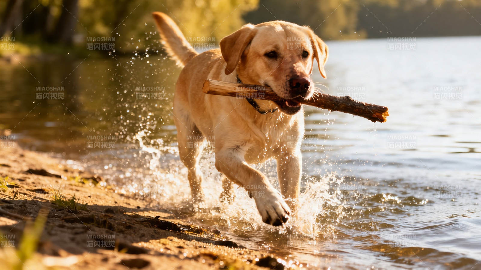 叼棍奔跑的金毛犬图片