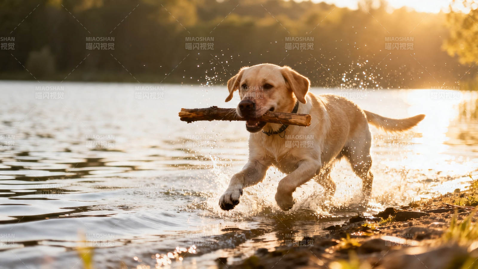 夕阳下叼枝奔跑的金毛犬图片