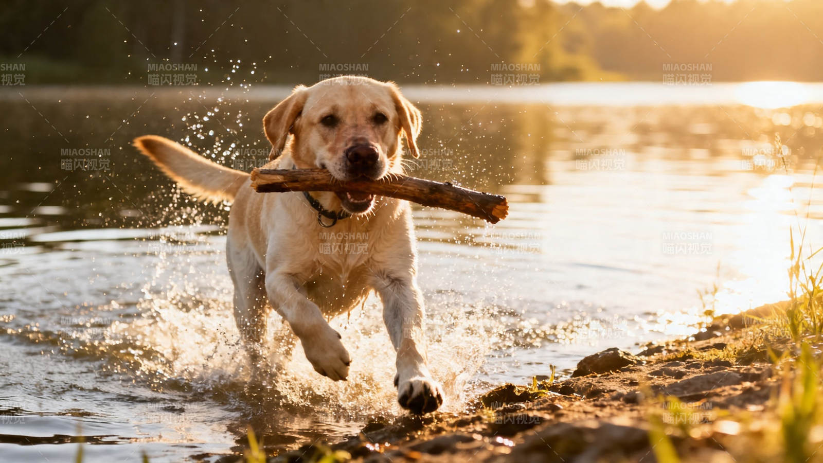 夕阳下叼棍奔跑的金毛犬图片