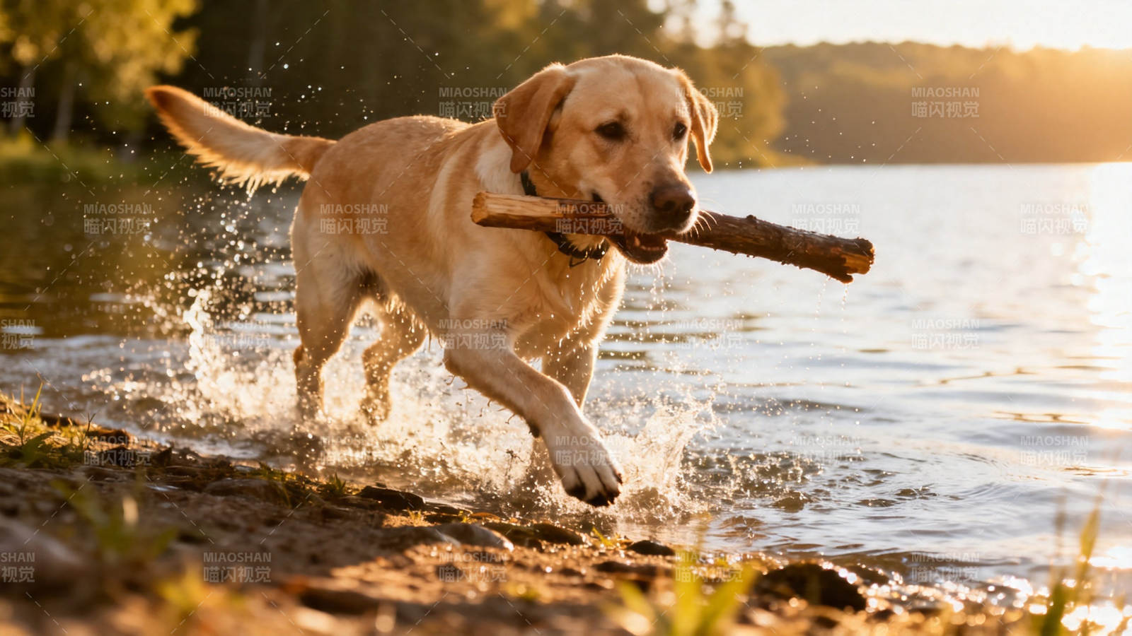 金毛叼棍戏水 夕阳溅浪花图片