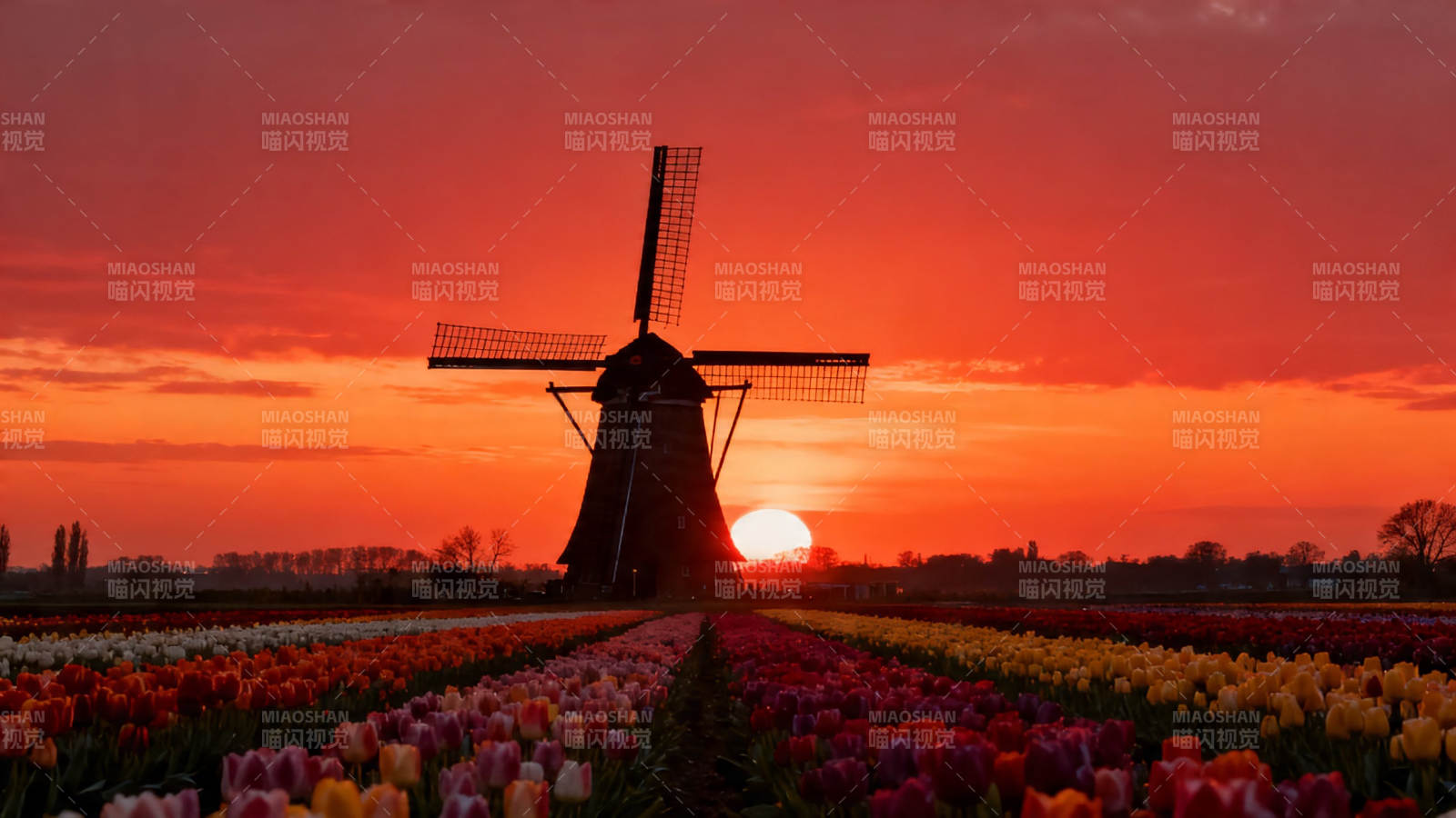 风车郁金香日落美景图片