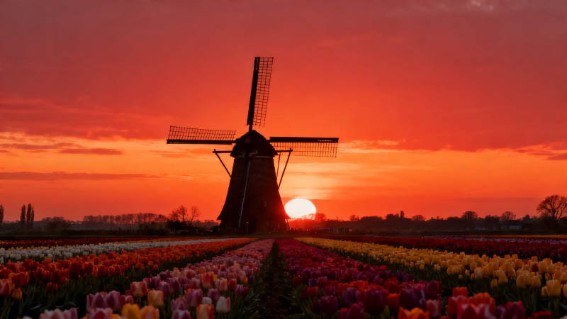 风车郁金香日落美景图片