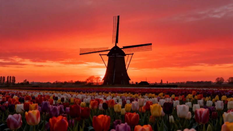 风车郁金香夕照图片