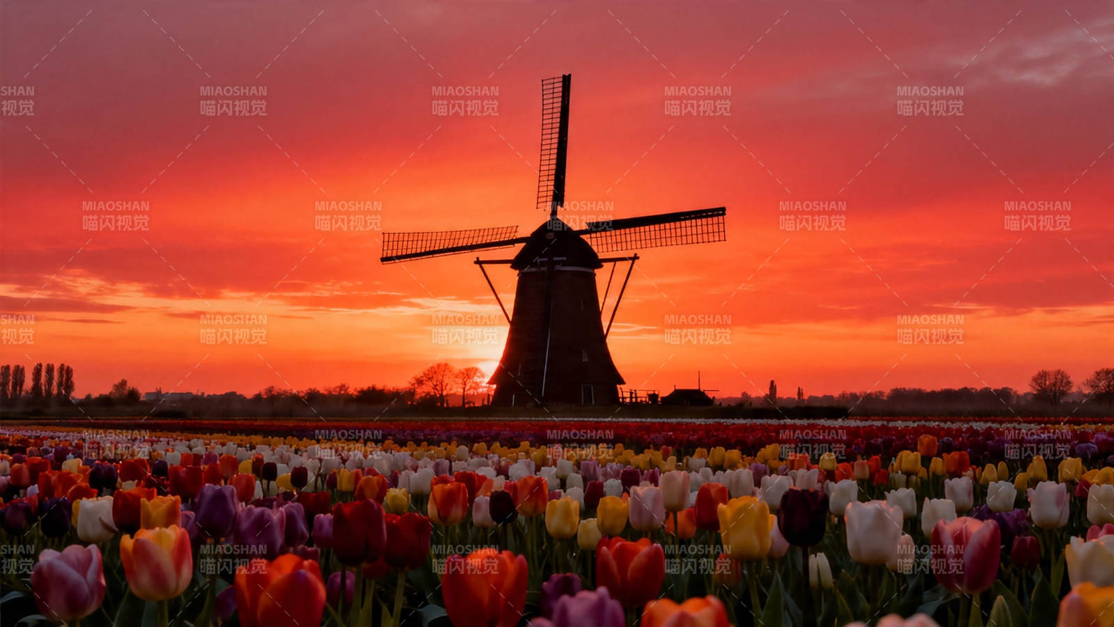 风车郁金香夕照图片