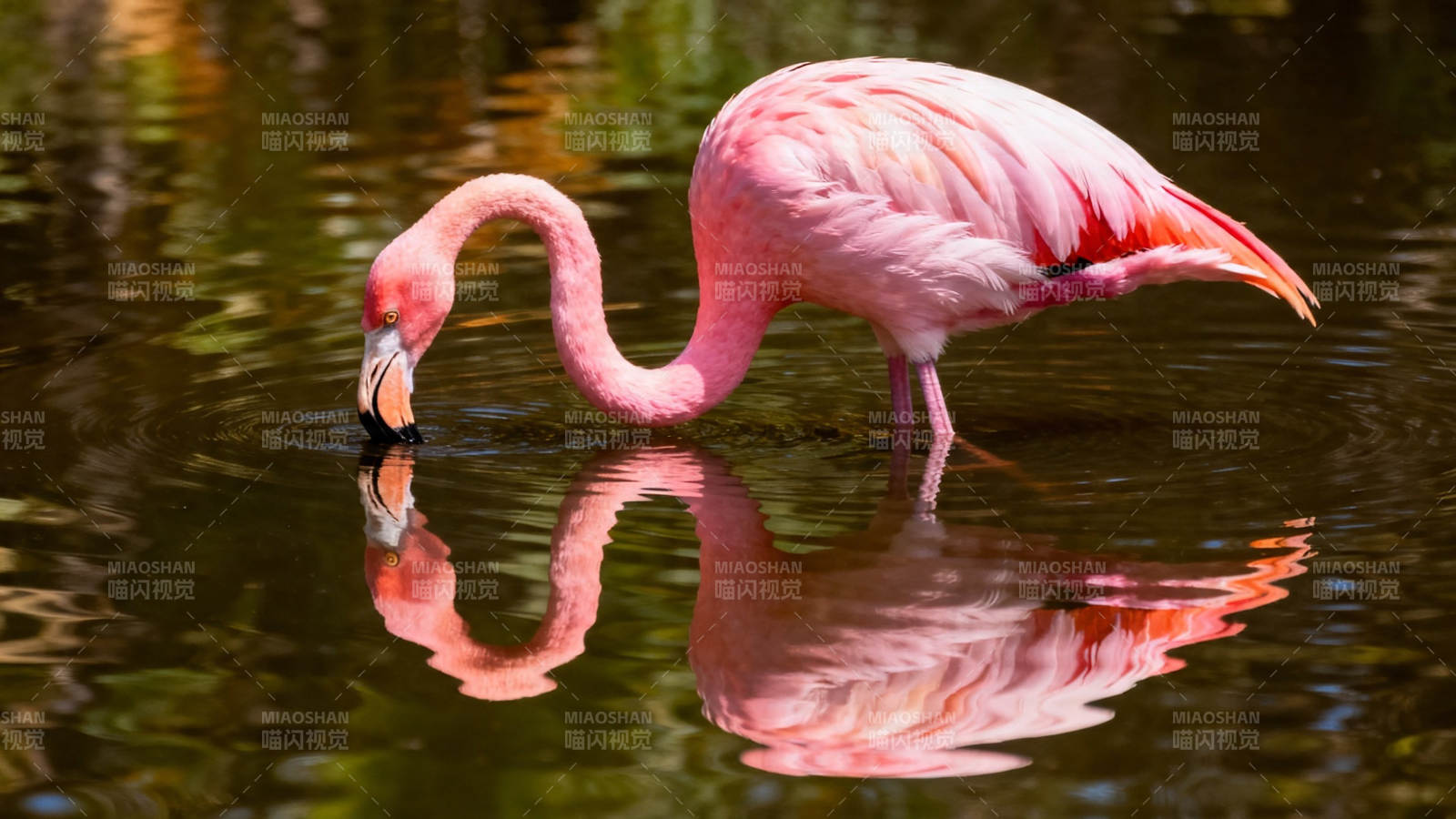 粉 flamingo 水中觅食倒影美图片