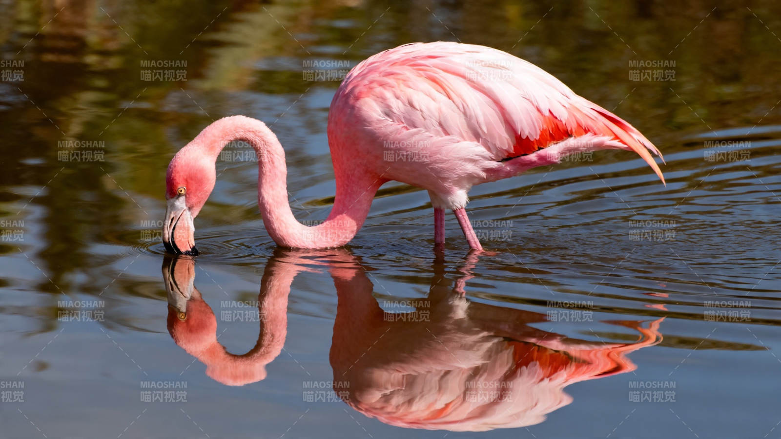 粉 flamingo 水中觅食倒影美图片