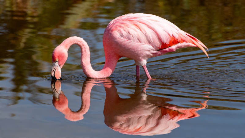 粉 flamingo 水中觅食倒影美图片
