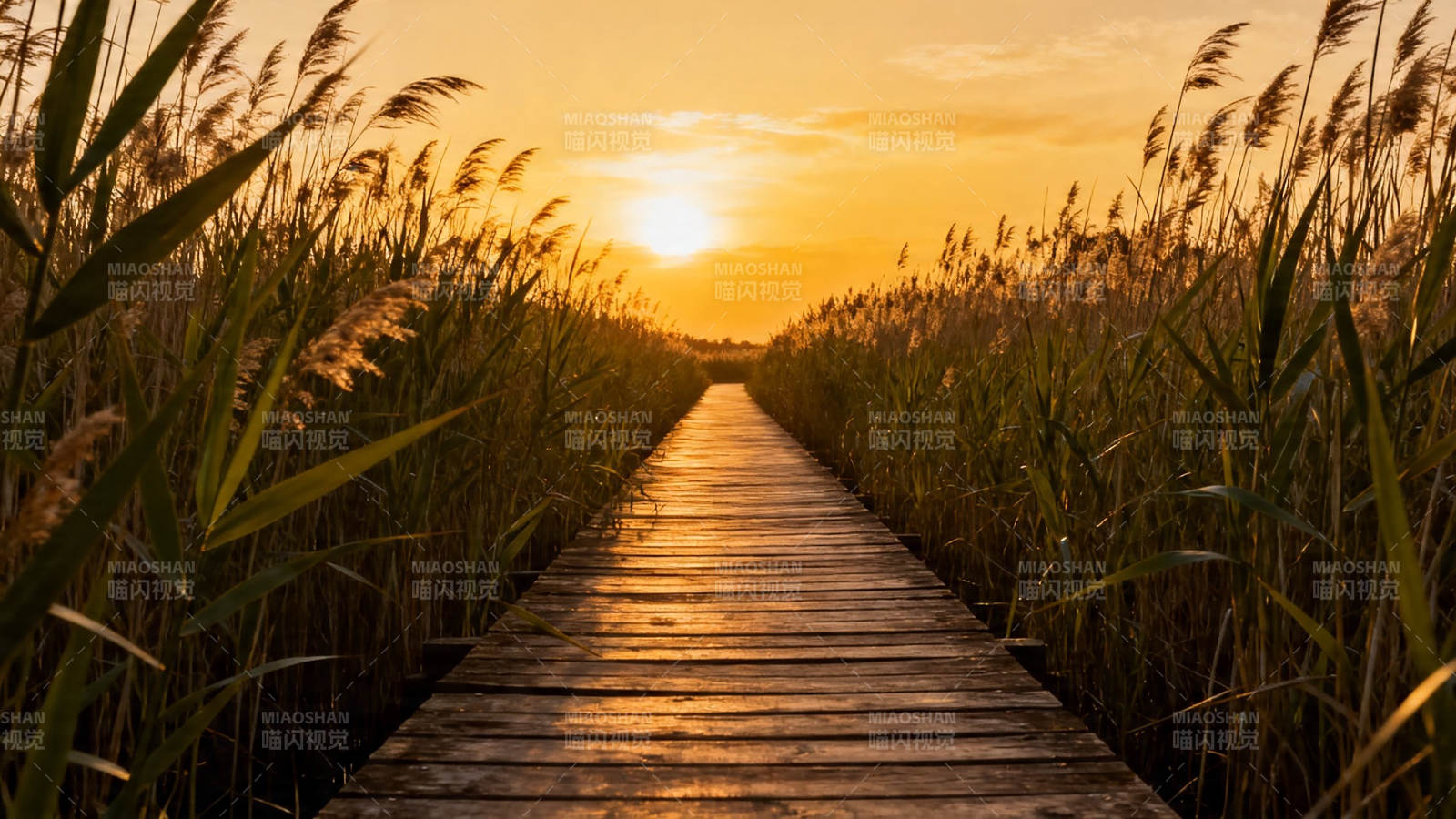 芦苇栈道迎夕阳图片