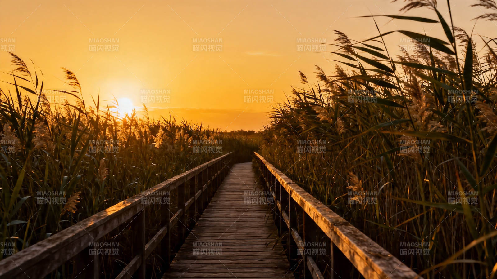 夕阳芦苇栈道 静谧归途图片