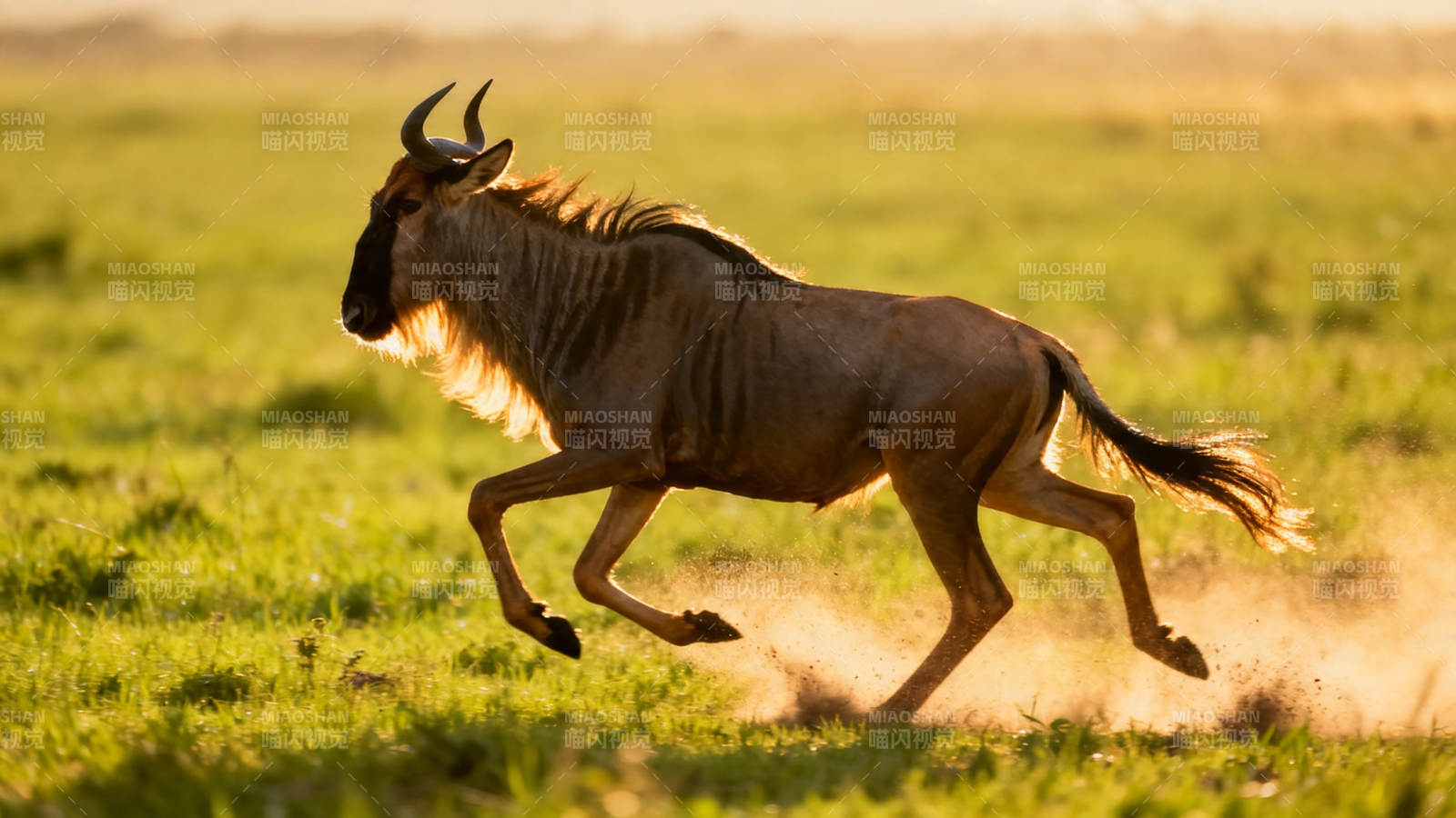 角马奔草原 尘土飞扬时图片