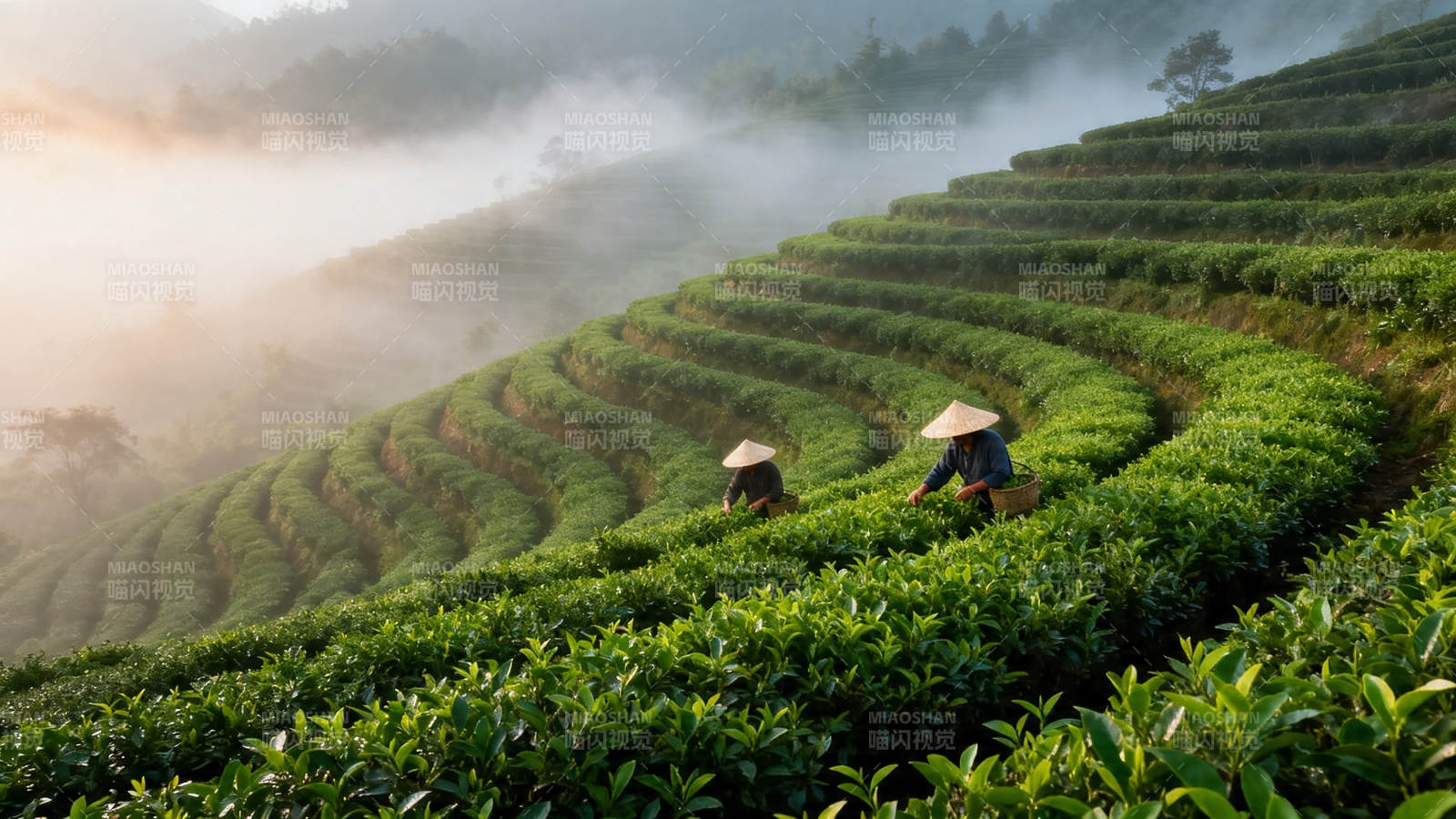 雾绕茶山 采茶人忙图片